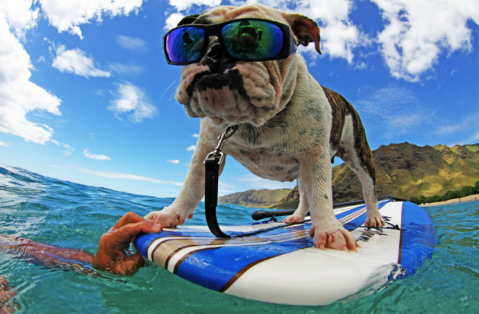 Surfing Has Gone to the Dogs