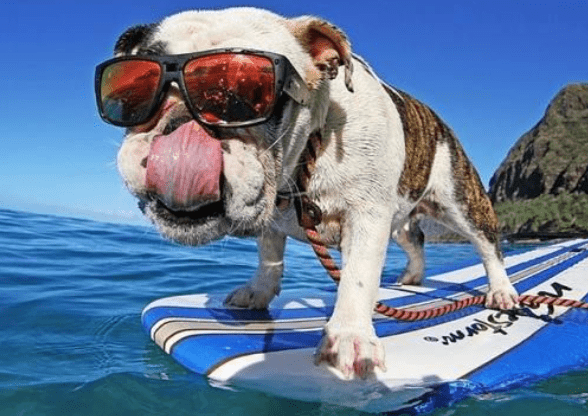 Daisy the Raddest Beach Dog Ever - Watch her get barreled! - Bomber Eyewear