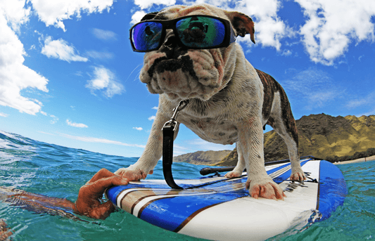 International Dog Day: 10 Tips for K9 Safety on the Water - Bomber Eyewear