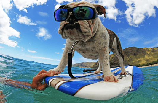 Surfing Has Gone to the Dogs - Bomber Eyewear