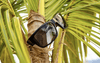 TIGER Safety - Bifocals Polarized Smoke